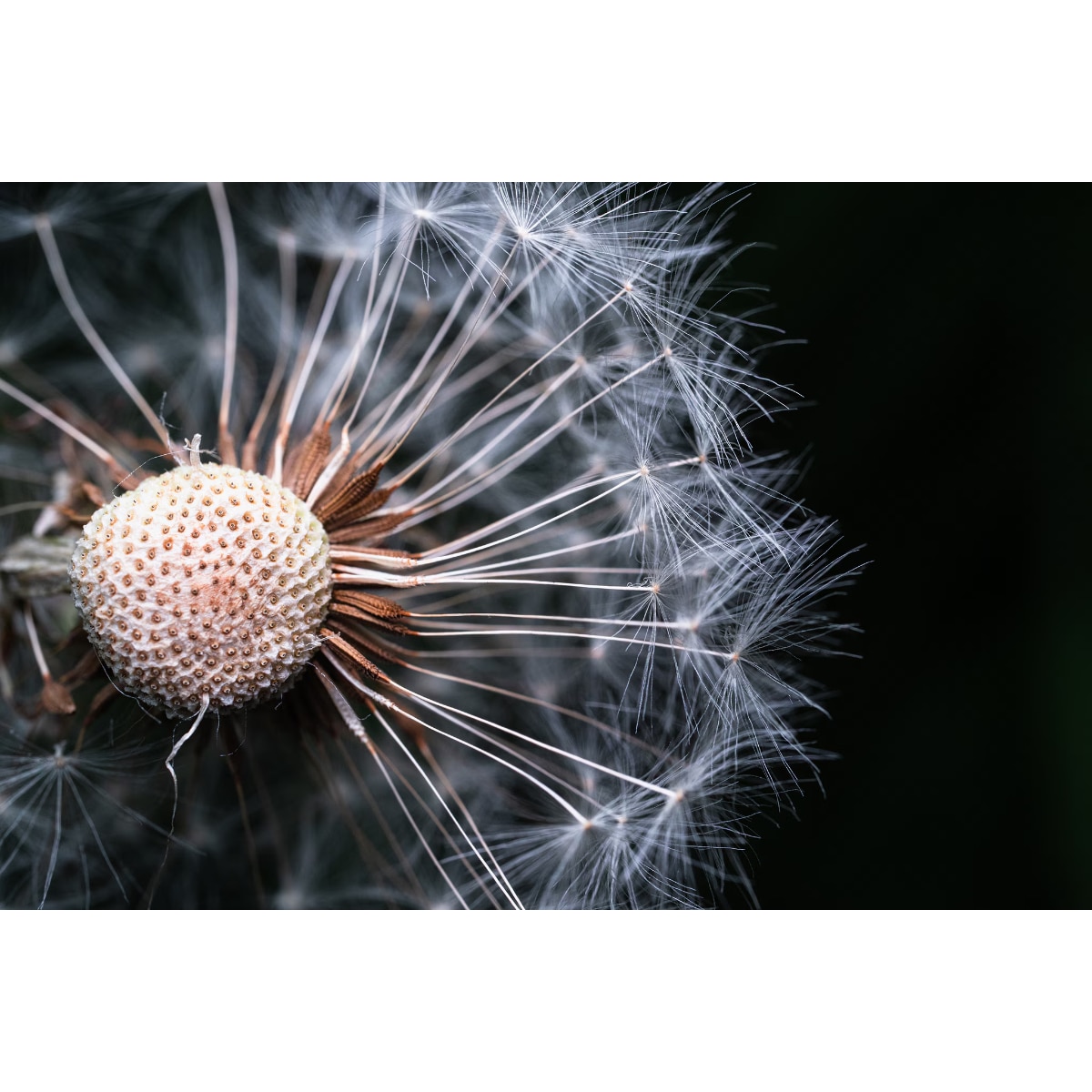TAMRON 90mm F/2.8 Di III MACRO VXD (F072S) macro lens