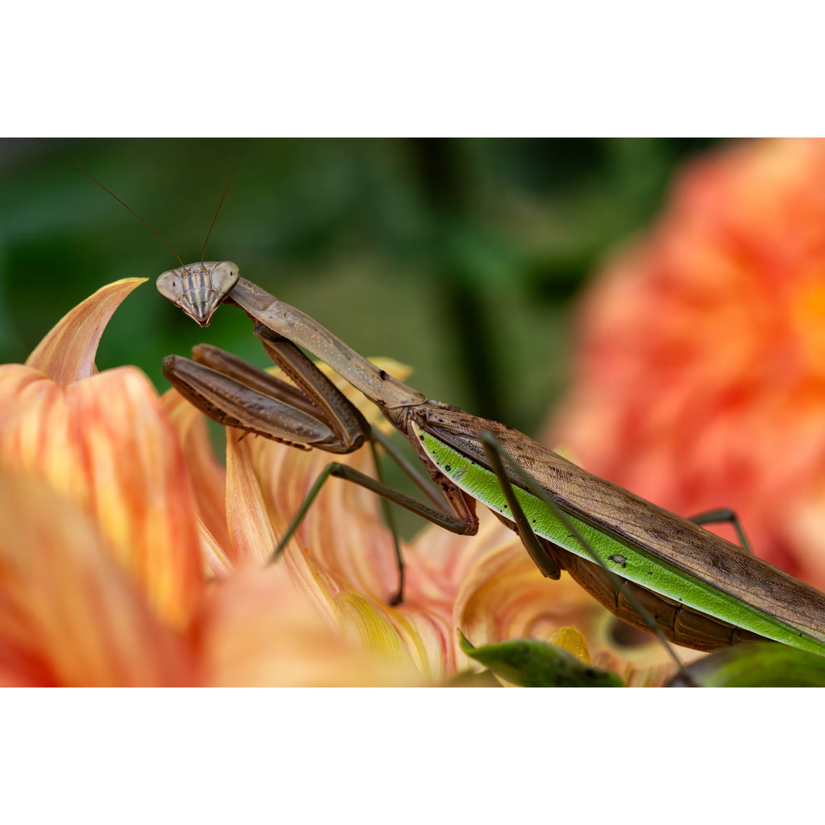 TAMRON 90mm F/2.8 Di III MACRO VXD (F072S) macro lens